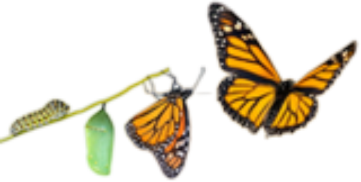 Caterpillar To Butterfly Entrepreneurship